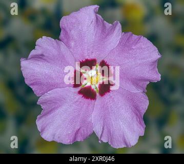 Hibiscus syriacus, Rose of Sharon, Straucheibisch, seed, close up, seed