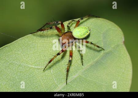 Cucumber Green Orb Spider Araniella cucurbitina - male Stock Photo