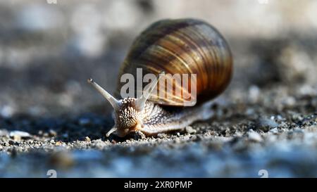 Brown snail crawling on gravel path in widescreen format Stock Photo