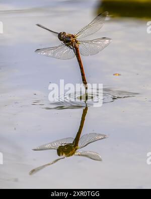 Common Darter laying eggs Stock Photo