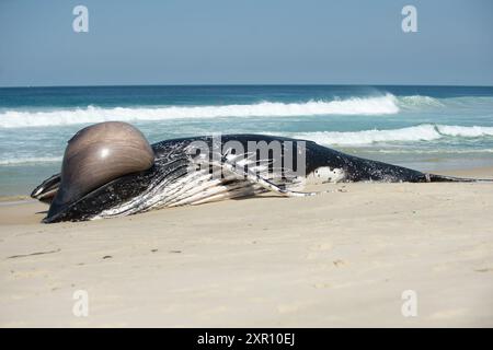 Rio de Janeiro, Brazil. 8th August, 2024.A dead humpback whale whashed ashore on Recreio dos Bandeirantes beach. Credit: Renato Assis da SIlva/Alamy Live News Stock Photo