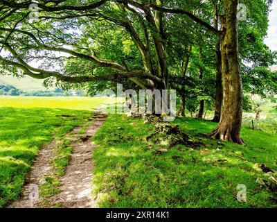 Scenic nature trail through lush green forest with tall trees and grassy meadows. Stock Photo