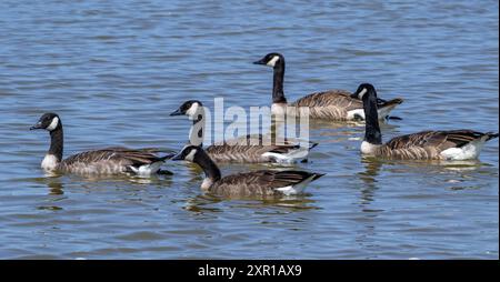 Canada goose flock / family group of Canadian geese (Branta canadensis) with juveniles swimming in lake in summer Stock Photo