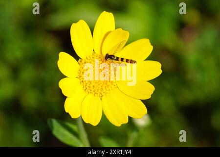Male hoverfly Common Globetail, Sphaerophoria scripta on yellow flower of corn marigold, corn daisy (Glebionis segetum, syn. Chrysanthemum segetum). Stock Photo