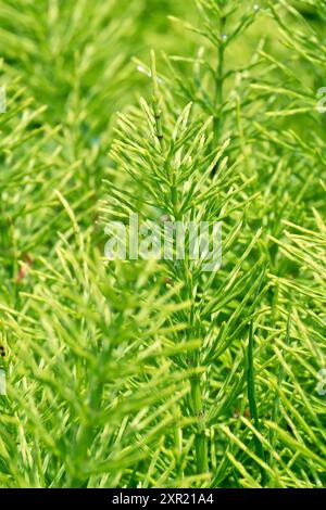 Field Horsetail (equisetum arvense), close up showing the distinctive leaves or foliage of the low growing plant Stock Photo