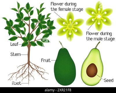 Part of an avocado plant isolated on a white background. Stock Vector