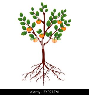 Tree persimmon with fruits and roots isolated on white. Stock Vector