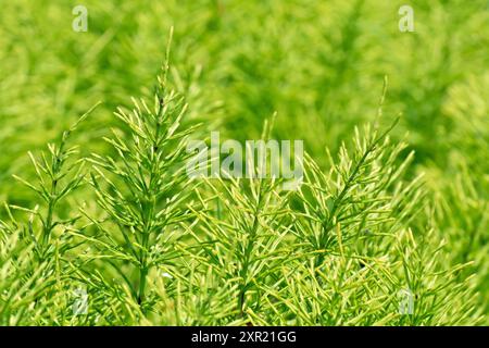 Field Horsetail (equisetum arvense), close up showing the distinctive leaves or foliage of the low growing plant Stock Photo