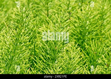 Field Horsetail (equisetum arvense), close up showing the distinctive leaves or foliage of the low growing plant Stock Photo