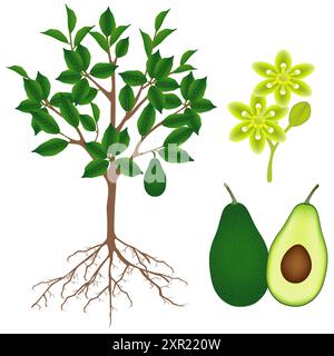 Part of an avocado plant on a white background. Stock Vector