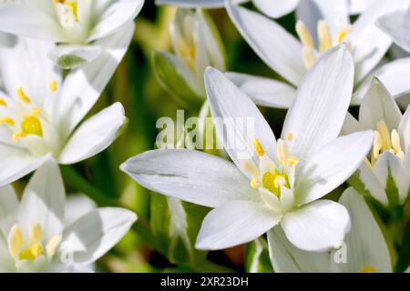 Star-of-Bethlehem (ornithogalum umbellatum), close up focusing on a single white flower out of many of the low-growing grassland plant. Stock Photo