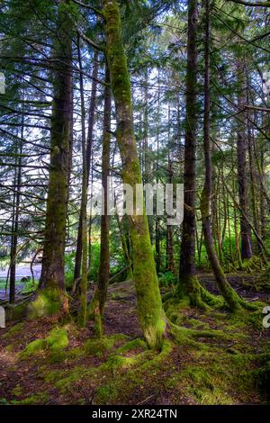 Tall forest trees covered in green moss on hillside Stock Photo