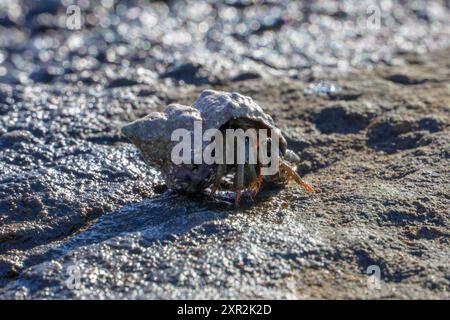 Hermit crab walking on the beach Stock Photo