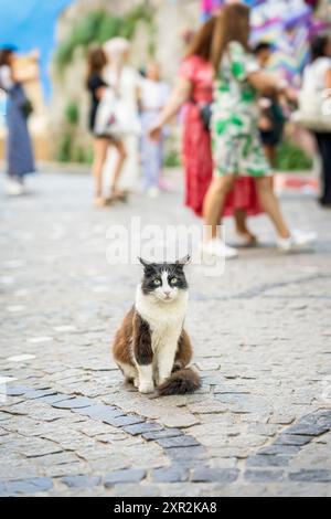 Cute cat sitting on a cobblestone street among walking people Stock Photo