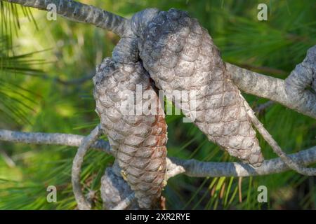 Two brown unopened cones in a pine forest Stock Photo