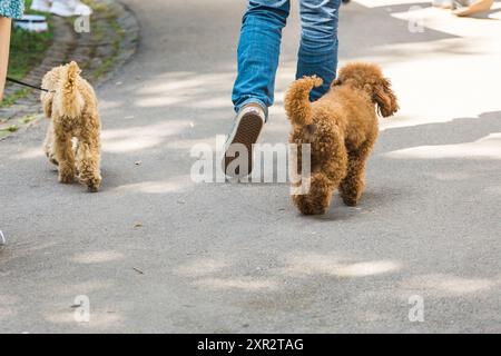 Small chocolate poodle on the grass. Pet in nature. Cute dog like a toy. Copy space Stock Photo