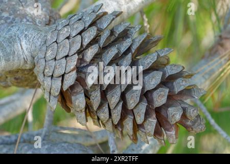Half-open pine cone on branch with green needles Stock Photo