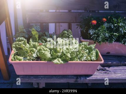 Lettuce growing in container.Summer season. High quality photo Stock Photo