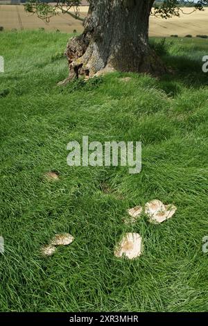 Chlorophyllum molybdites, known as the green-spored parasol, false parasol, green-spored lepiota and vomiter, is a poisonous widespread mushroom Stock Photo