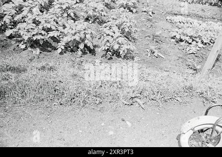 Children with scooters at the allotment garden, 00-06-1963, Whizgle Dutch News: Historic Images Tailored for the Future. Explore The Netherlands past with modern perspectives through Dutch agency imagery. Bridging yesterday's events with tomorrow's insights. Embark on a timeless journey with stories that shape our future. Stock Photo