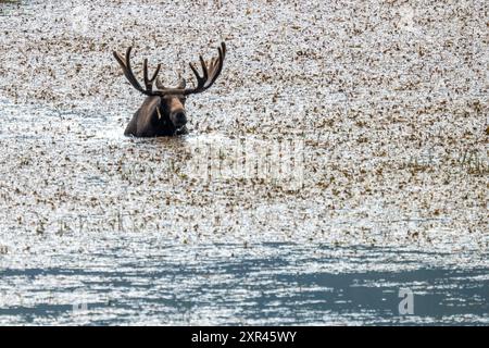 Bull Moose Swimming in a Lake in Rocky Mountain National Park Stock Photo