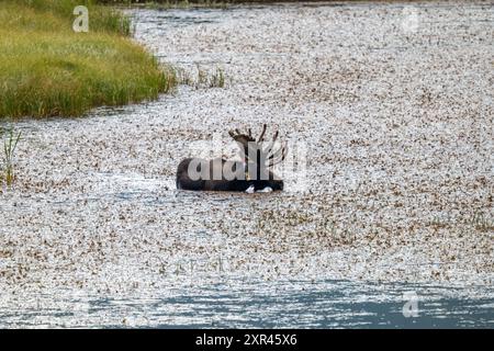 Bull Moose Swimming in a Lake in Rocky Mountain National Park Stock Photo