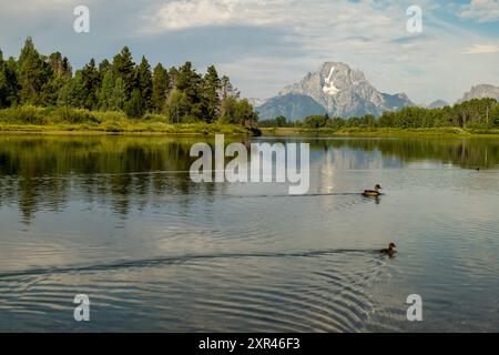 Oxbow Bend in Grand Teton National Park at Sunset with Ducks in the Foreground Stock Photo