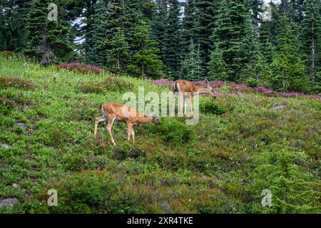 Black-Tailed Deer grazing in a subalpine meadow off the Dead Horse Creek Trail, Paradise area in Mount Rainier National Park, outdoor recreation in na Stock Photo