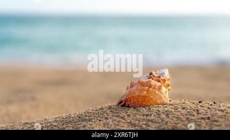 sea ​​shell on the beach sand with turquoise sea in the background - selective focus - copy space Stock Photo