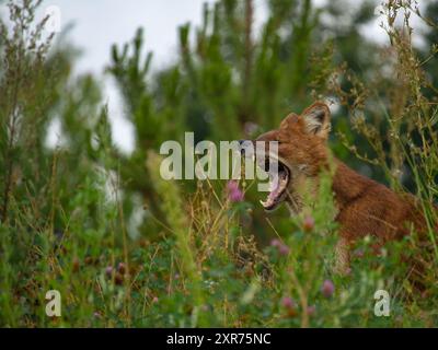 Ussuri dhole (Cuon alpinus alpinus), also known as the Indian wild dog. Wild life animal. Stock Photo