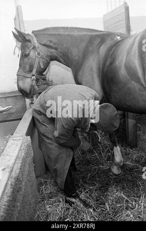 Police horse and caretaker in the riding school, Whizgle Dutch News: Historic Images Tailored for the Future. Explore The Netherlands past with modern perspectives through Dutch agency imagery. Bridging yesterday's events with tomorrow's insights. Embark on a timeless journey with stories that shape our future. Stock Photo