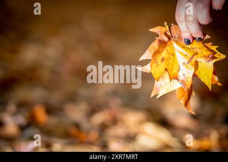 texture of fallen tree leaves on the ground in autumn - selective focus Stock Photo