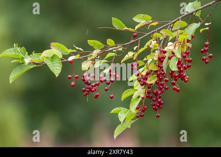bird cherry branch with ripe red berries on a blurry green background Stock Photo