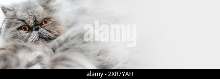 Web banner with a Silver Persian cat  - Blank web header template or social media cover - Copy space Stock Photo