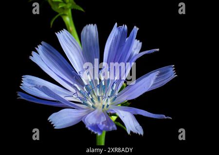 A fragment of a chicory twig on a black background. A blue flower bloomed on it. Close-up. Stock Photo
