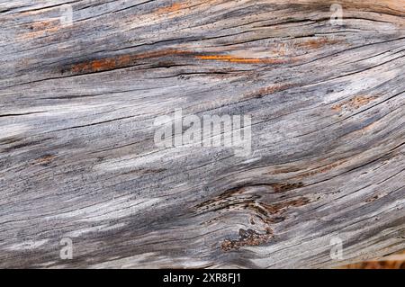 Warm hues and intricate patterns tell the story of weathered wood, shaped by time and nature's gentle touch along the ocean’s edge. Stock Photo