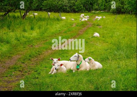 A group of sheep, including an adult ewe and three lambs, rest peacefully in a field of green grass. They are basking in the sun, enjoying the idyllic Stock Photo