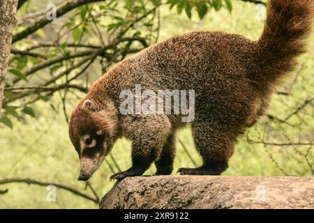 Wild coati, Nasua nasua, Oaxaca, Mexico. Mexican fauna Stock Photo