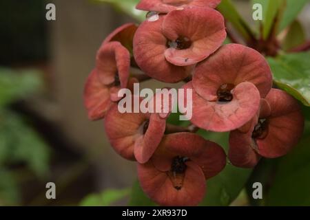 Close up view of unique little red petal flowers with raindrops on top Stock Photo