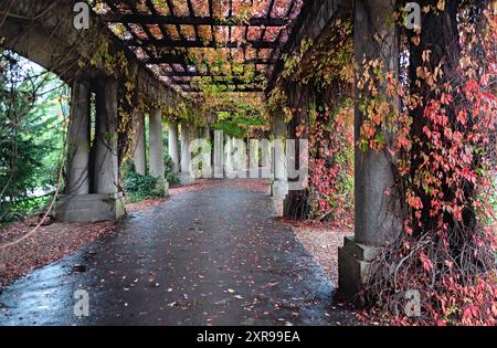 Colonnade walkway with ivy columns and fallen leaves near Centennial Hall in Wroclaw, Poland Stock Photo