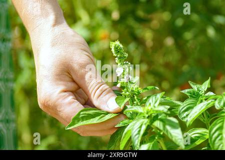 Male hand harvesting from a flowering basil bush: close-up photo of fingers holding a leaf. Healthy lifestyle - man picking herbs for cooking Stock Photo