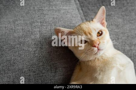 Burmese red kitten resting on the sofa. Cute cat lying on the couch. Stock Photo