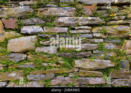 Generic Stone wall texture with plants growing in the gaps Stock Photo