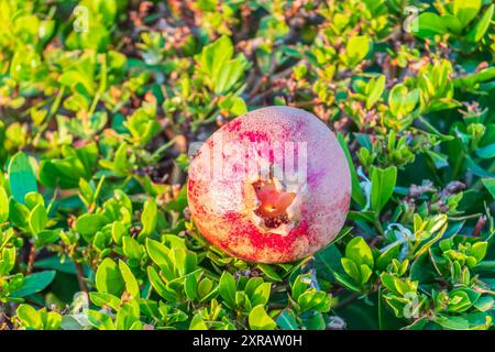 Red ripe pomegranate fruits grow on pomegranate tree in a garden, ready for harvest. Punica granatum fruit. Organic agriculture. Ripe pomegranate in a Stock Photo