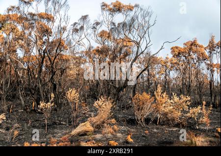 Beside a highway are a clump of Tasmanian Blue gum trees with their foliage in autumn gold colours and blackened burnt tree trunks caused by a recent bu Stock Photo