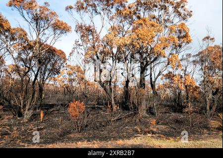 Beside a highway are a clump of Tasmanian Blue gum trees with their foliage in autumn gold colours and blackened burnt tree trunks caused by a recent bu Stock Photo