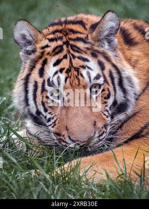 Young male Amur (Siberian) tiger looking towards camera Stock Photo