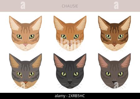 Chausie Cat clipart. All coat colors set.  All cat breeds characteristics infographic. Vector illustration Stock Vector