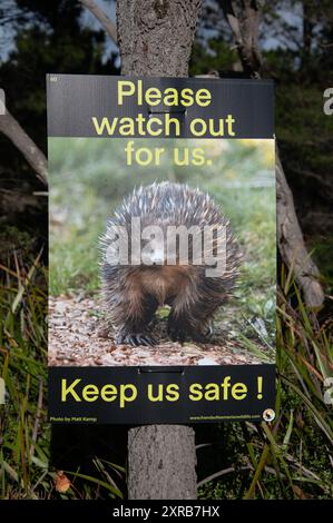 A road sign photograph of a Tasmanian short-beaked echidna (Tachyglossus aculeatus setosus) beside a busy coastal road at the Bay of Fires near Saint Stock Photo