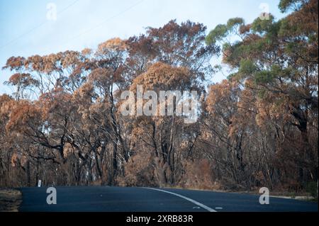 Beside a highway are a clump of Tasmanian Blue gum trees with their foliage in autumn gold colours and blackened burnt tree trunks caused by a recent bu Stock Photo